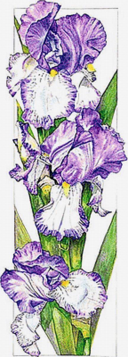 №1918245 - ирисы - предпросмотр