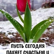 Схема вышивки «№1918280»