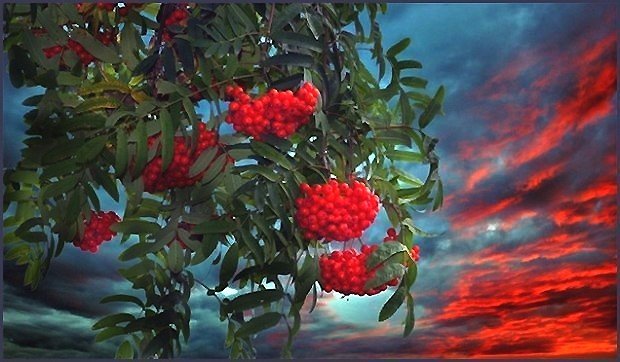 РЯБИНА - оригинал