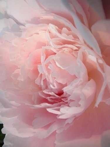 Пион - оригинал