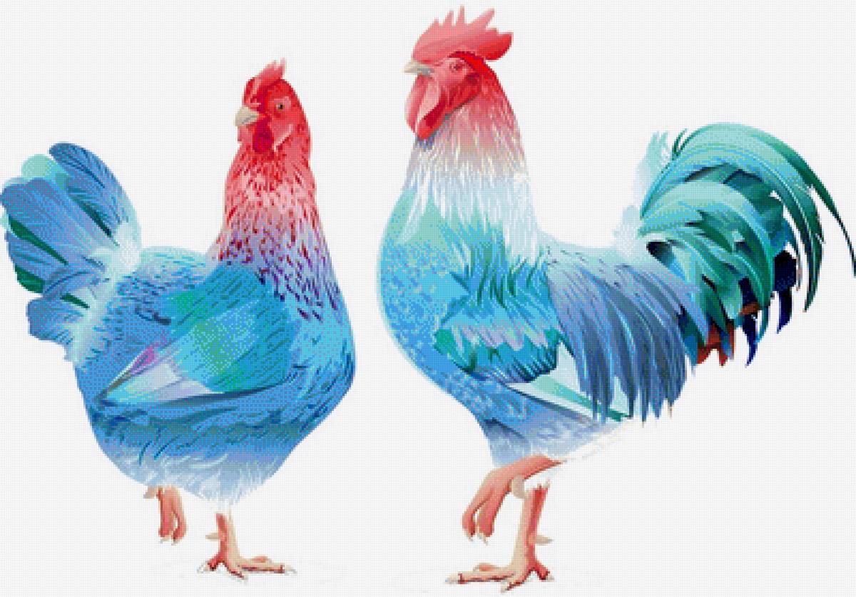 galline - animali polli - предпросмотр