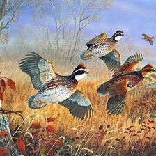 Схема вышивки «птицы»