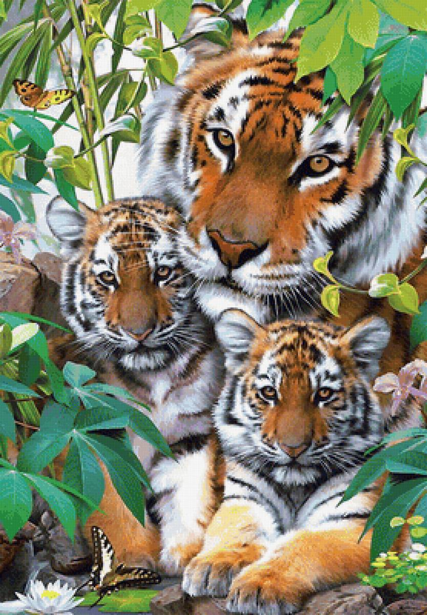 тигры - мир животных - предпросмотр
