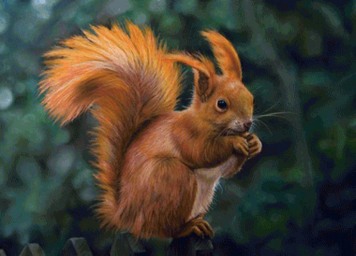 белка - мир животных - предпросмотр