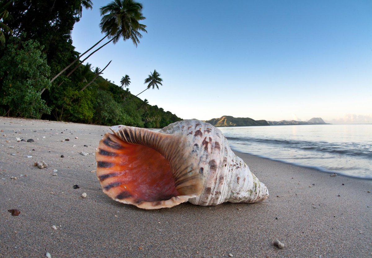 Ракушка - море, ракушка - оригинал