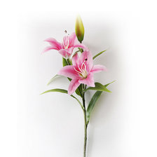 Схема вышивки «Љиљан»