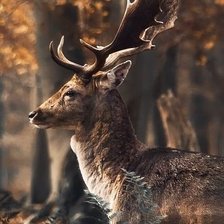 Схема вышивки «олень»