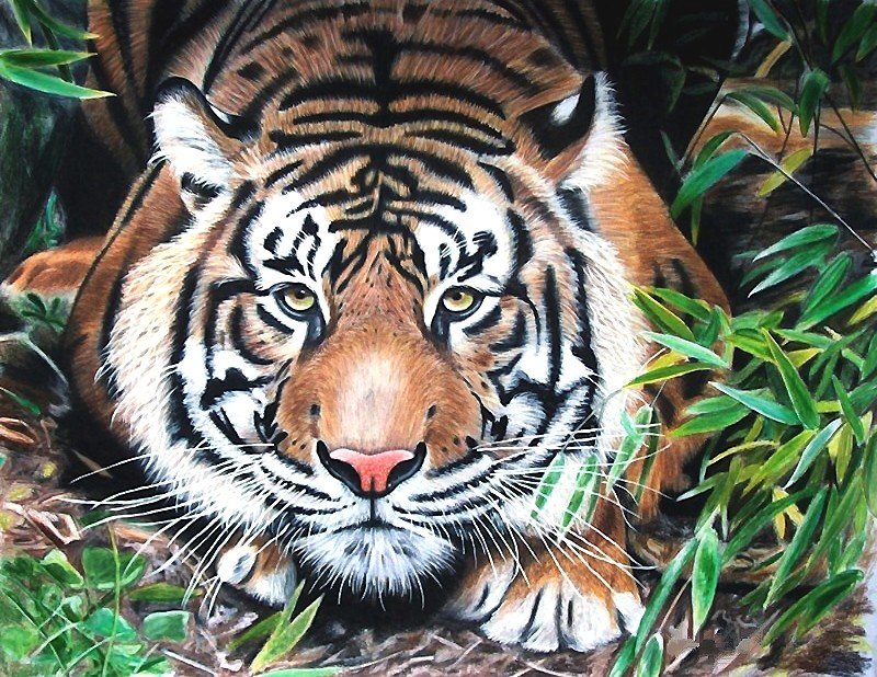тигр - мир животных - оригинал