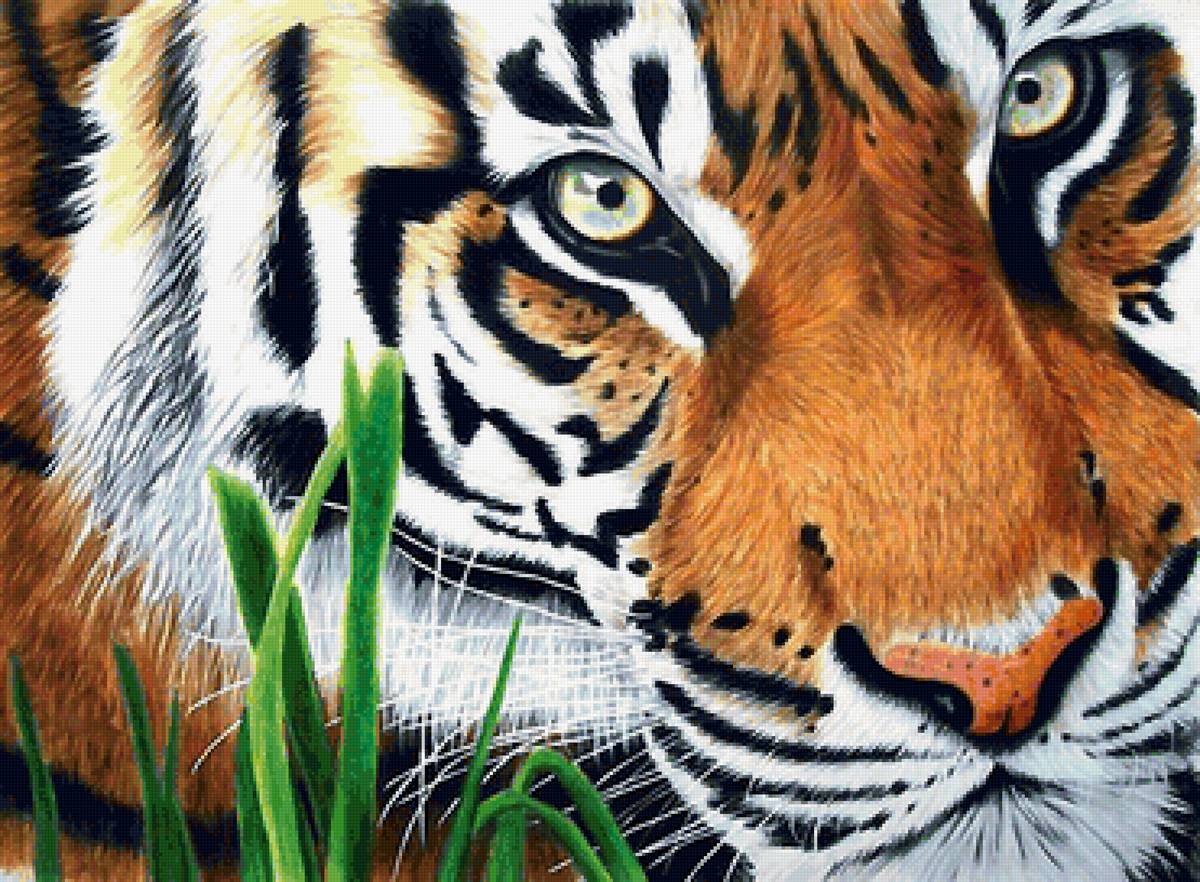 тигр - мир животных - предпросмотр