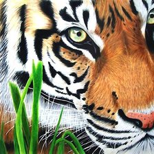 Схема вышивки «тигр»