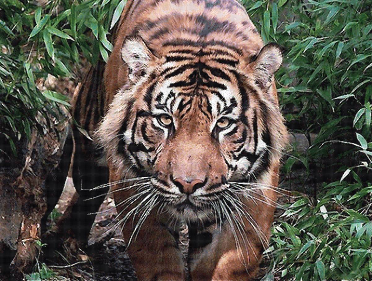 тигр - мир животных - предпросмотр