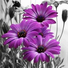 Схема вышивки «№1921449»