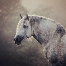 Схема вышивки «Серый в яблоко»