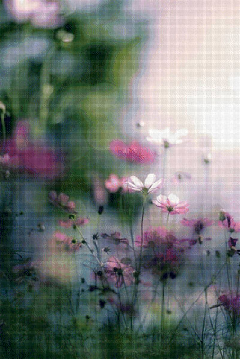 Полевые цветы - цветы, природа - предпросмотр