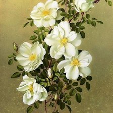 Схема вышивки «шиповник»