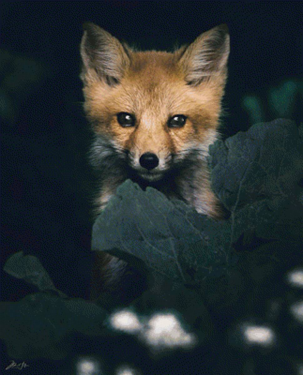 Лисёнок - лисы, животные - предпросмотр