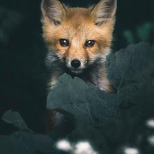 Схема вышивки «Лисёнок»