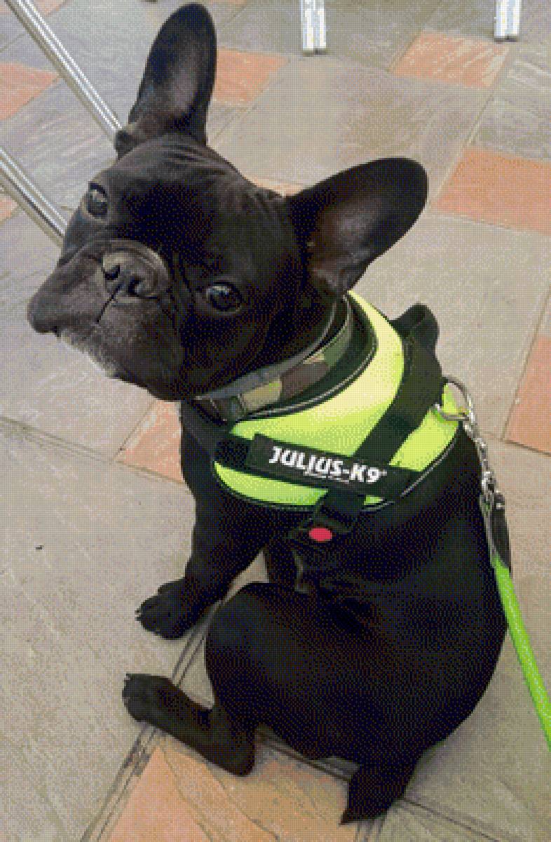 Gordo - предпросмотр