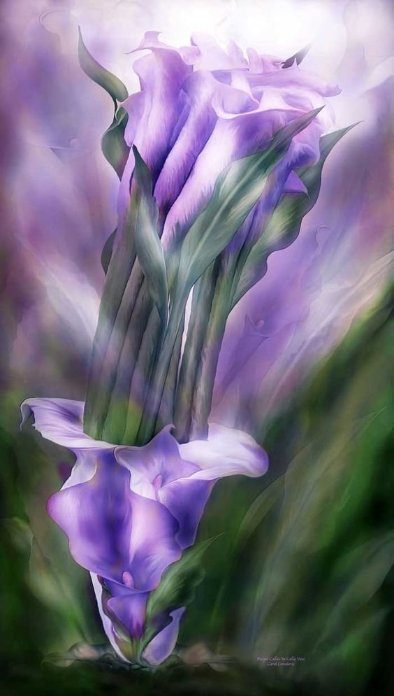 KАЛЛЫ - carol cavalaris, kаллы - оригинал