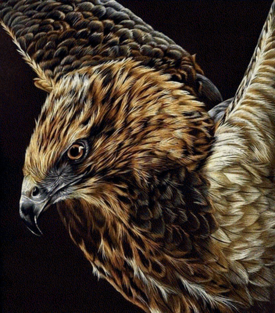 Хищная птица - взгляд хищник птица - предпросмотр