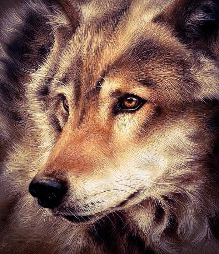 Волк - хищник волк взгляд - оригинал