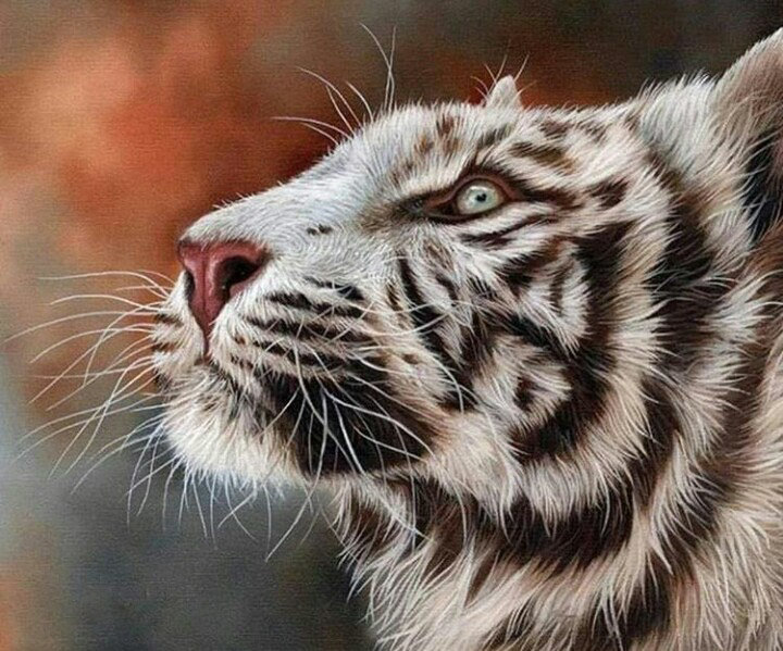 Тигр - хищник тигр взгляд - оригинал