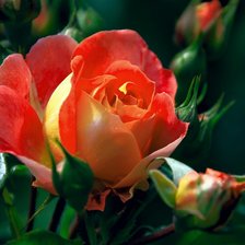 Схема вышивки «Роза»