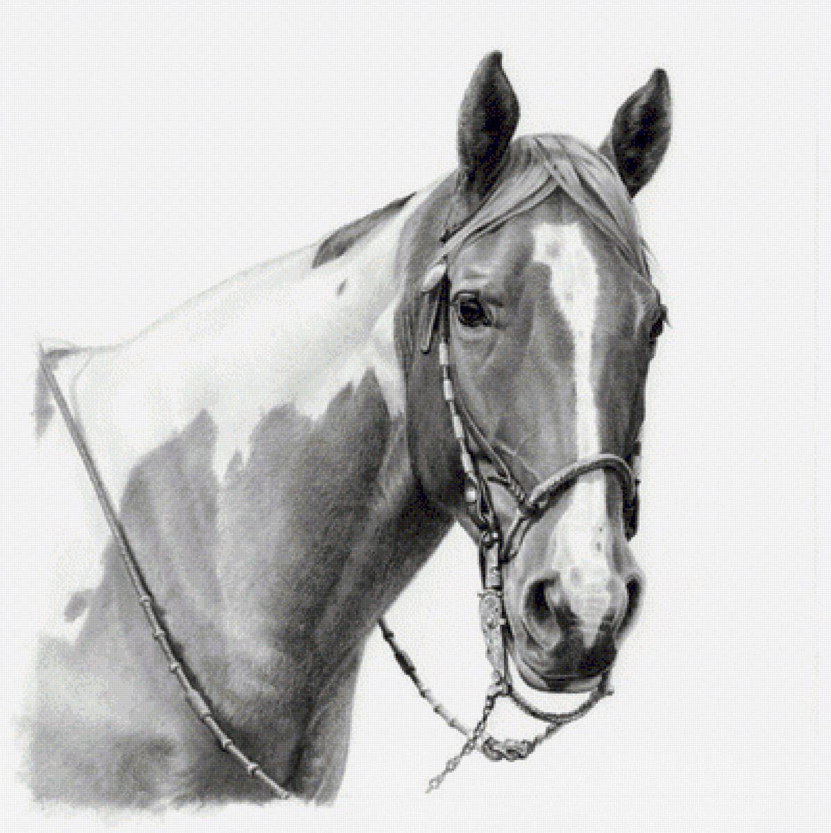 Лошадь - монохром, животные, лошадь - предпросмотр