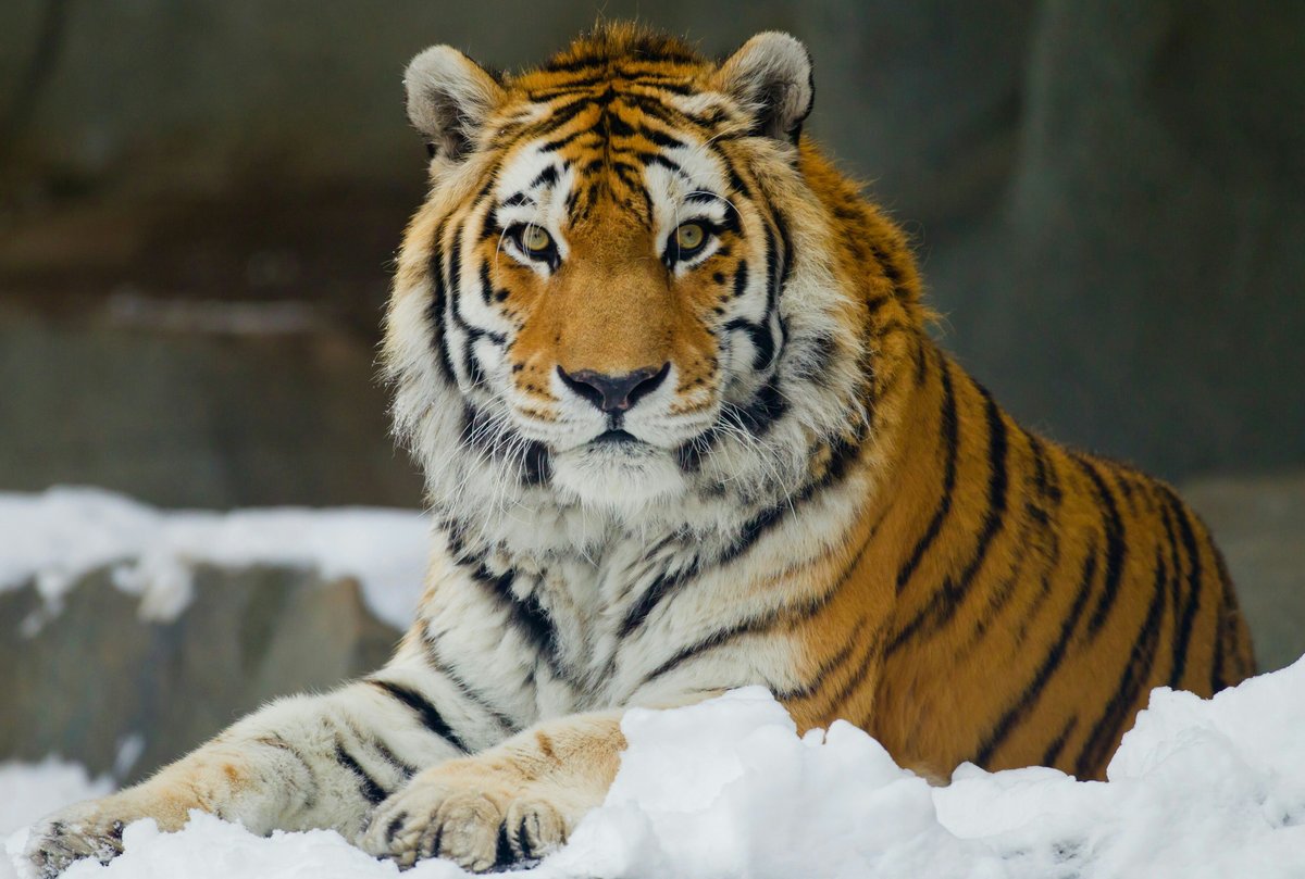 Тигр - животные, снег, зима, тигр - оригинал