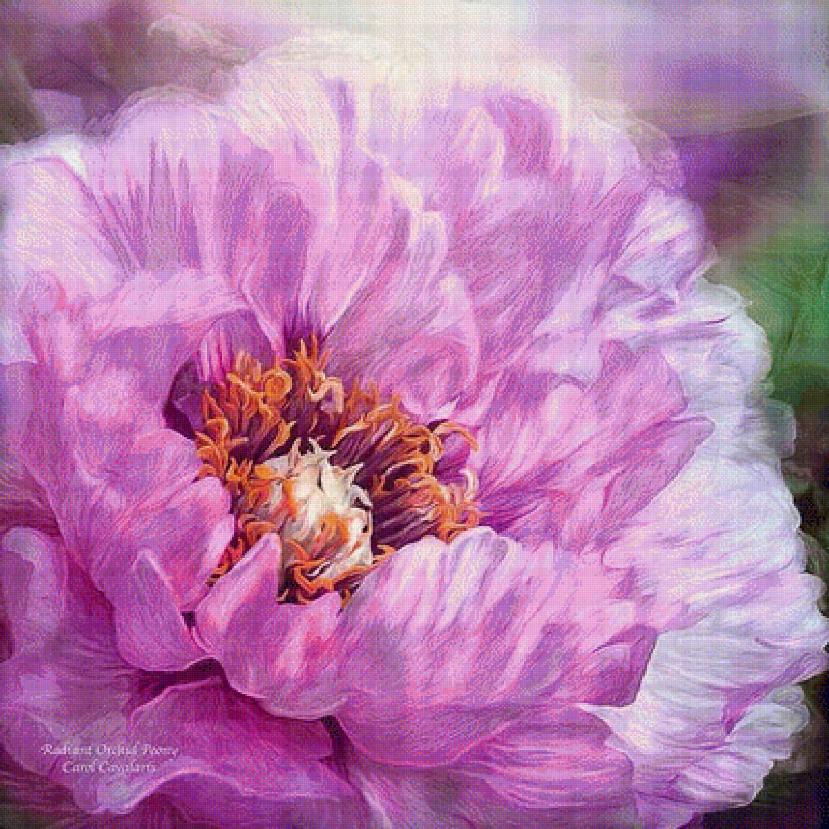 ПИОН - carol cavalaris, пион - предпросмотр