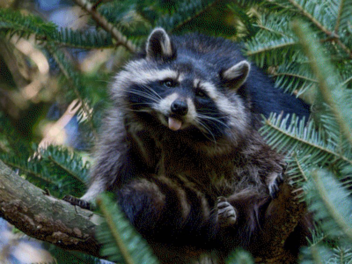 Енот - енот, животные - предпросмотр