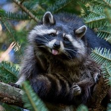 Схема вышивки «Енот»