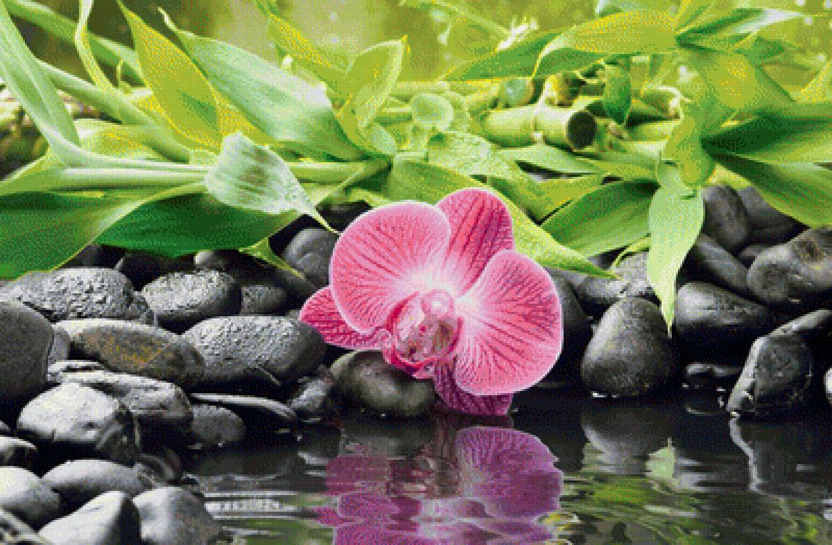 Орхидея - орхидея, цветок - предпросмотр