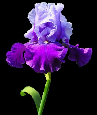 Ирис - вышивка крестиком, ирисы, цветы - оригинал