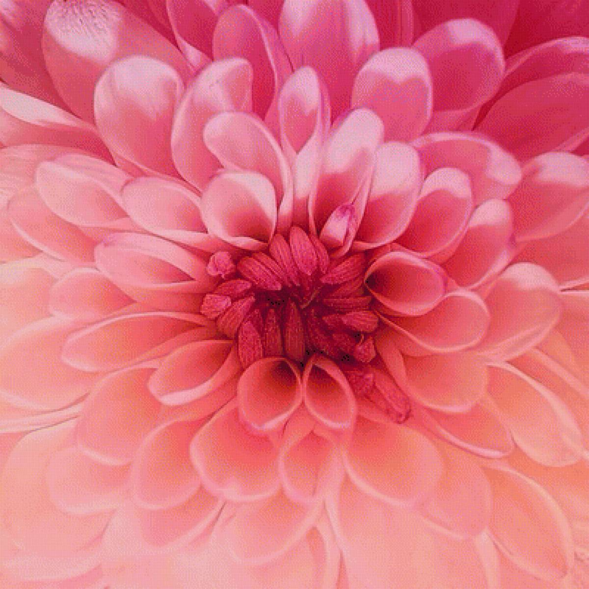 ГЕОРГИН - осение цветы, георгин - предпросмотр