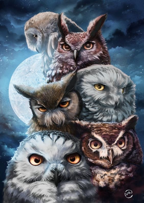 6 сов - луна, мудрость, природа, ночь, совы, птицы - оригинал