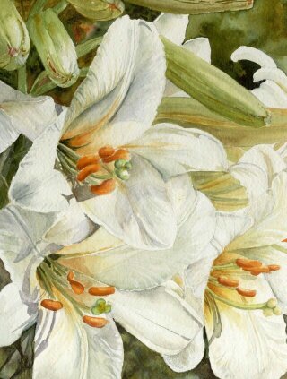 Лилии - цветы - оригинал