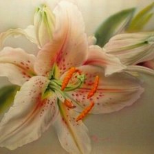 Схема вышивки «Лилии»