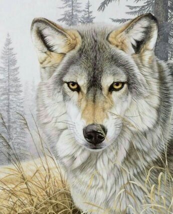 Волк - животные - оригинал