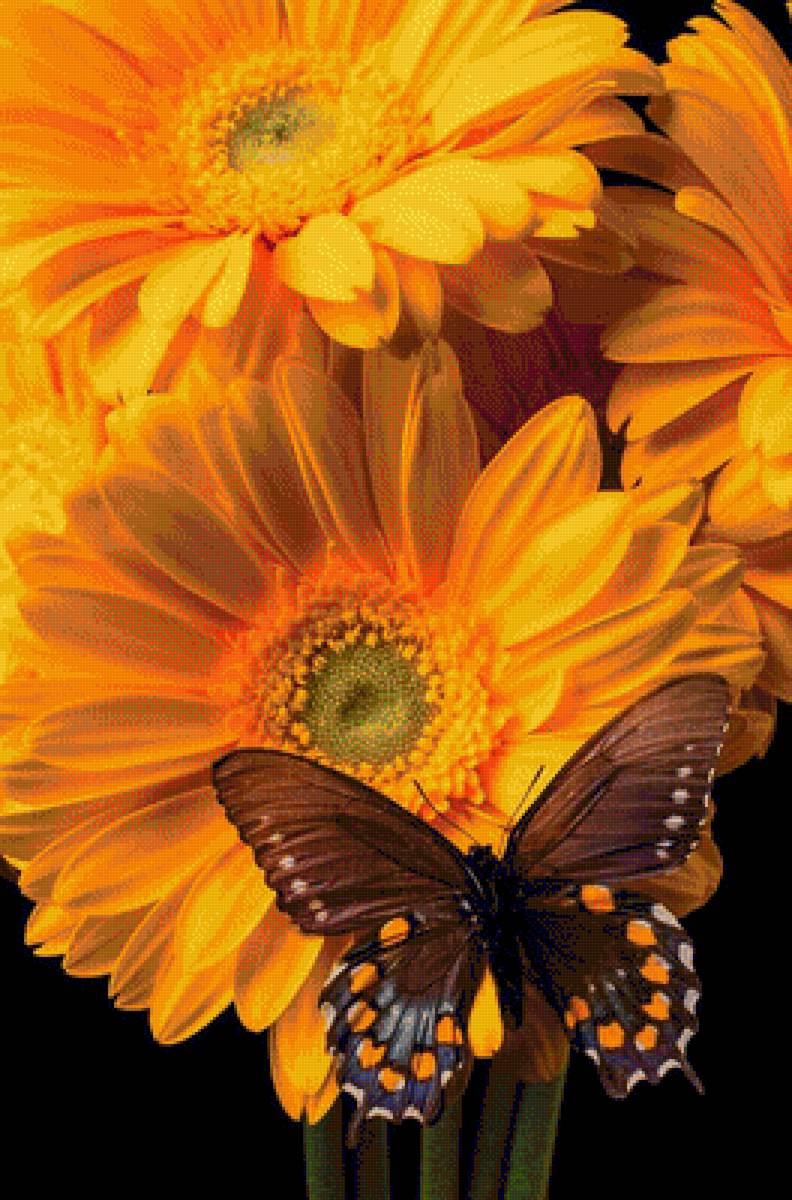 Герберы - герберы и бабочка - предпросмотр