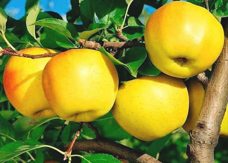 №1926083 - оригинал