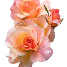 Схема вышивки «РОЗЫ»