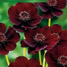 Схема вышивки «510»