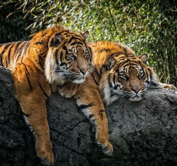 дикие - оригинал