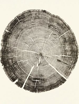 Дерево - сфера, круг, беж, круги, дерево - оригинал