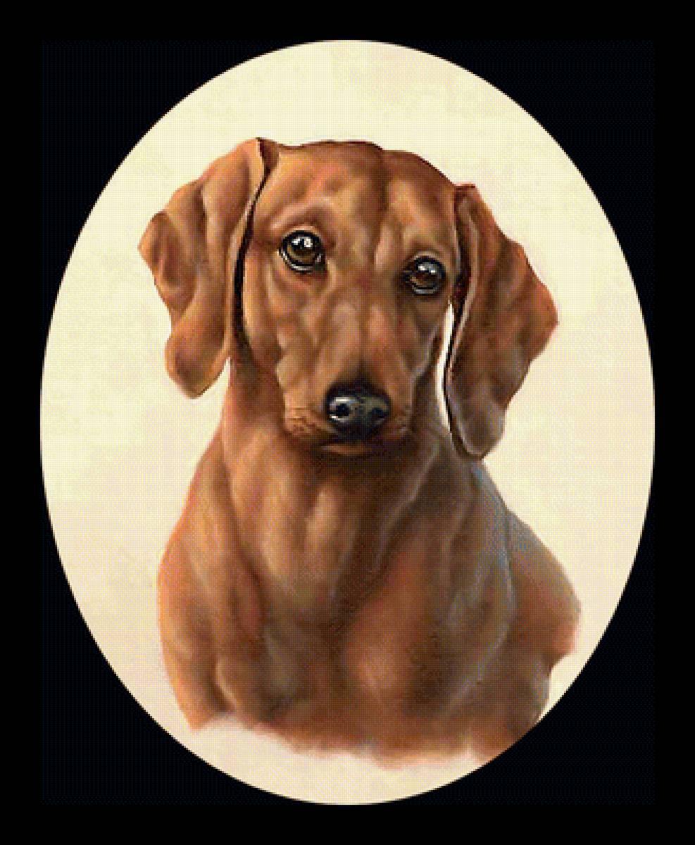 Серия "Собаки". Такса - собаки, животные, такса - предпросмотр