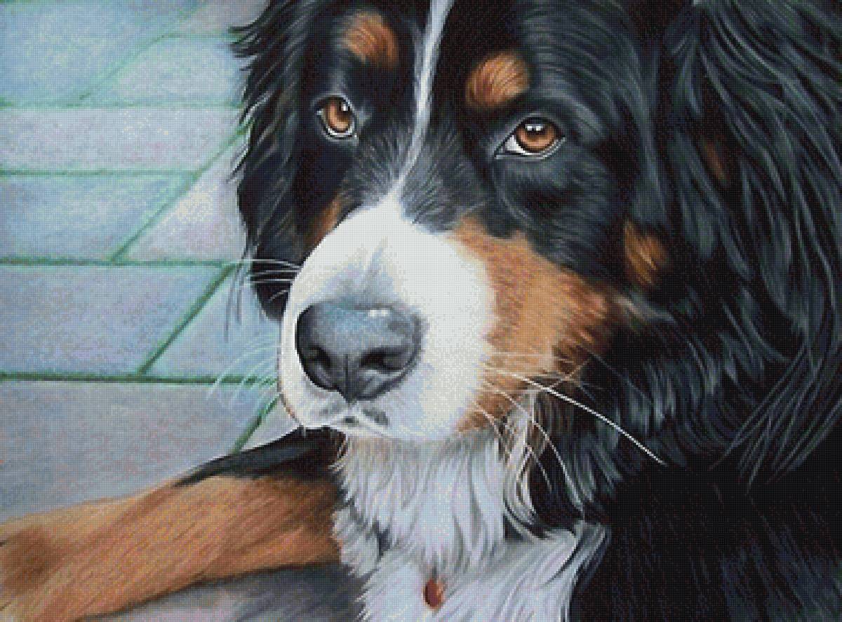 собака - собаки - предпросмотр