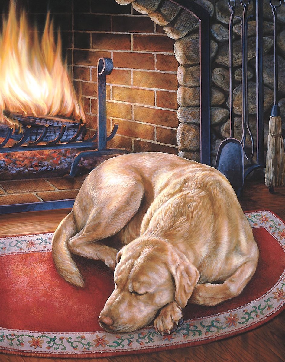 собака - собаки - оригинал