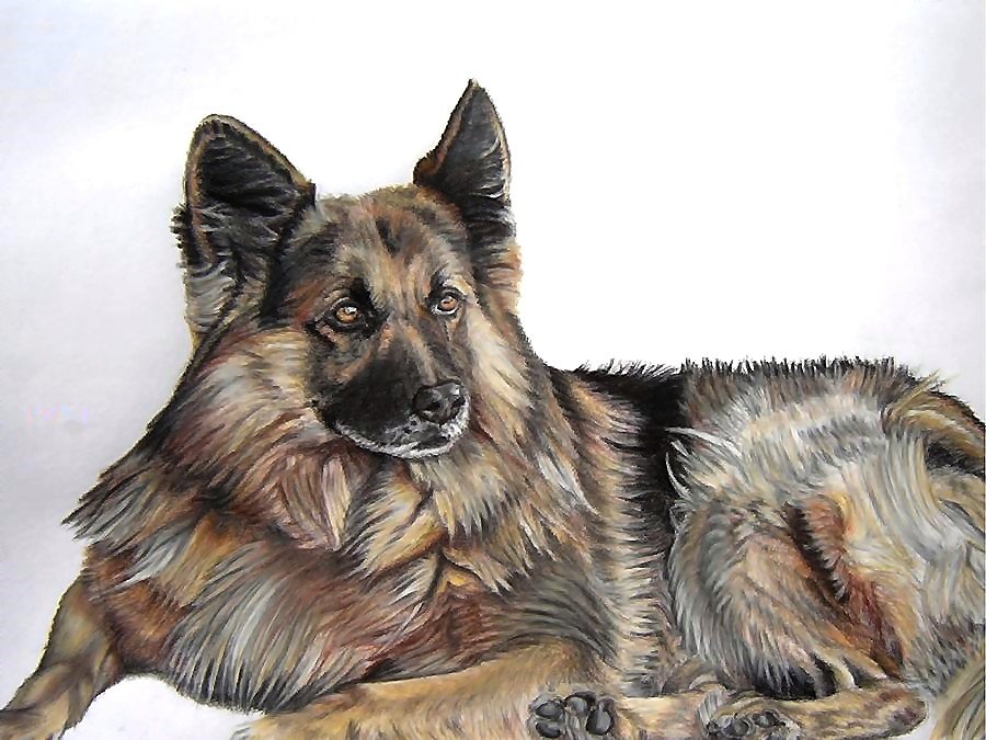 собака - собаки - оригинал