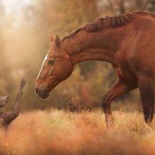 Схема вышивки «Доверие»